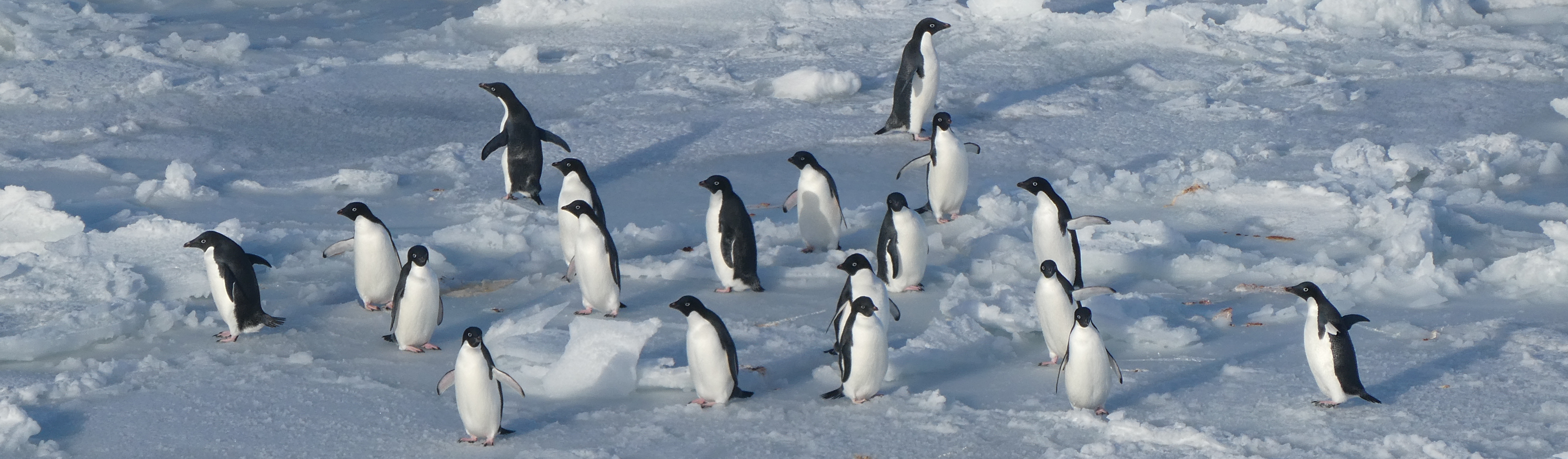 Adelie penguins